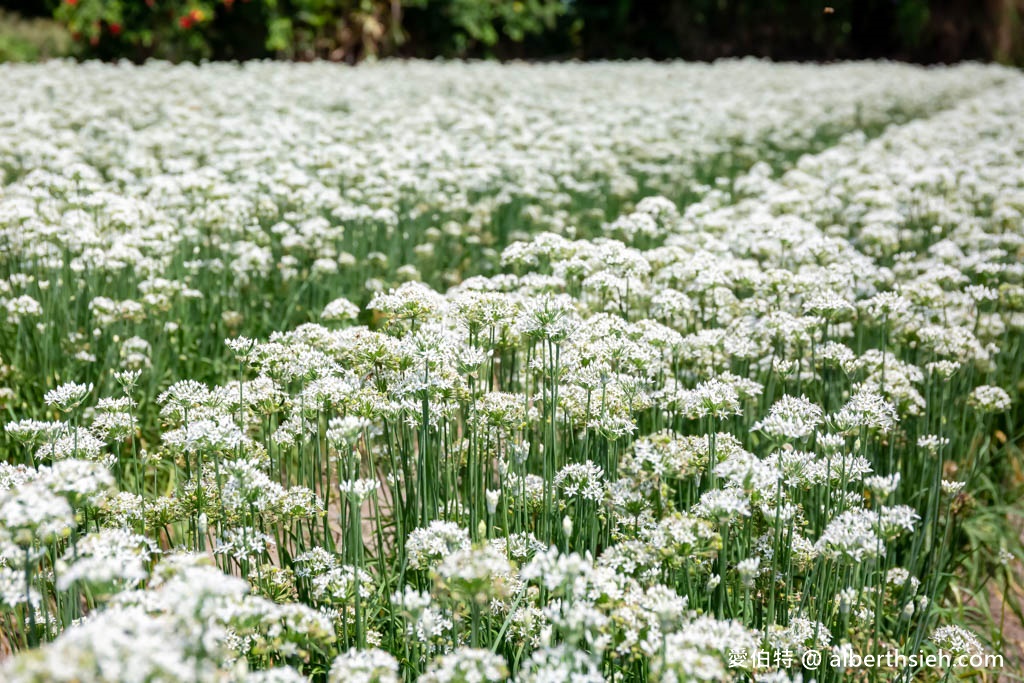 大溪韭菜花季2023在哪裡？（2000坪免費雪白韭菜花海實景拍攝，超夢幻的期間限定九月雪） @愛伯特