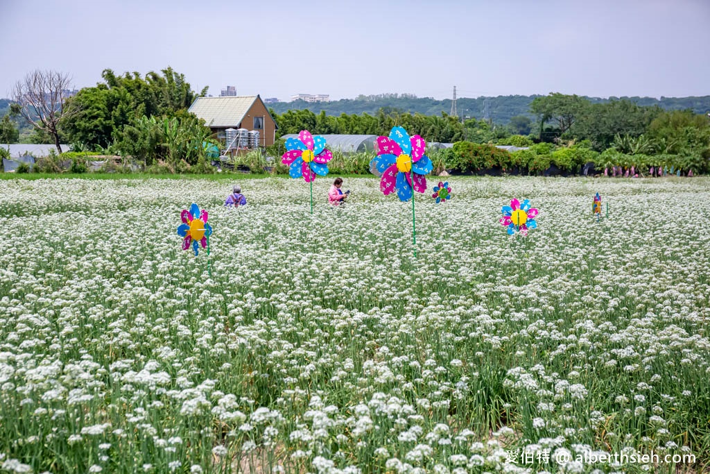 大溪韭菜花季2023在哪裡？（2000坪免費雪白韭菜花海實景拍攝，超夢幻的期間限定九月雪） @愛伯特