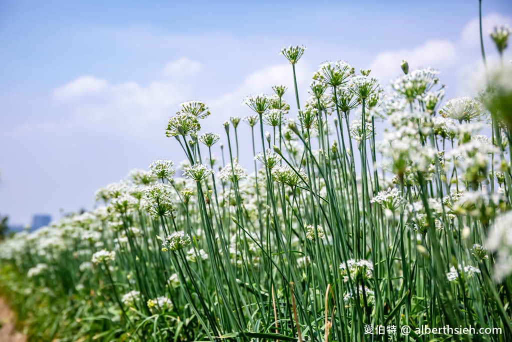 大溪韭菜花季2023在哪裡？（2000坪免費雪白韭菜花海實景拍攝，超夢幻的期間限定九月雪） @愛伯特