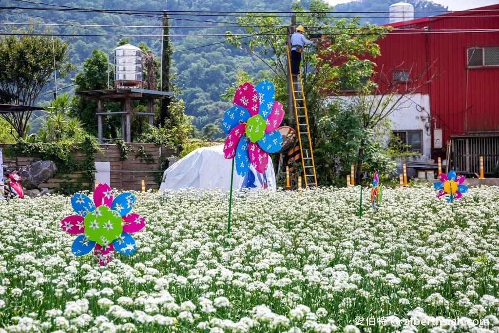 大溪韭菜花季2023在哪裡？（2000坪免費雪白韭菜花海實景拍攝，超夢幻的期間限定九月雪） @愛伯特