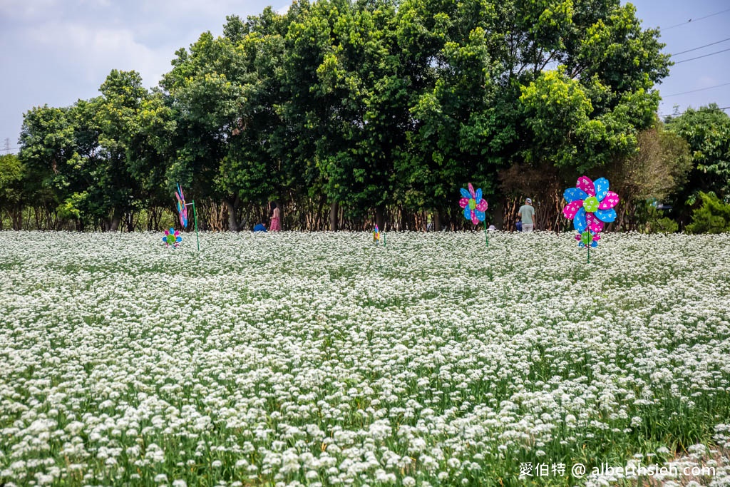 大溪韭菜花季2023在哪裡？（2000坪免費雪白韭菜花海實景拍攝，超夢幻的期間限定九月雪） @愛伯特