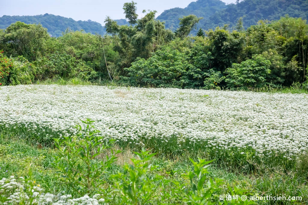 大溪韭菜花季2023在哪裡？（2000坪免費雪白韭菜花海實景拍攝，超夢幻的期間限定九月雪） @愛伯特