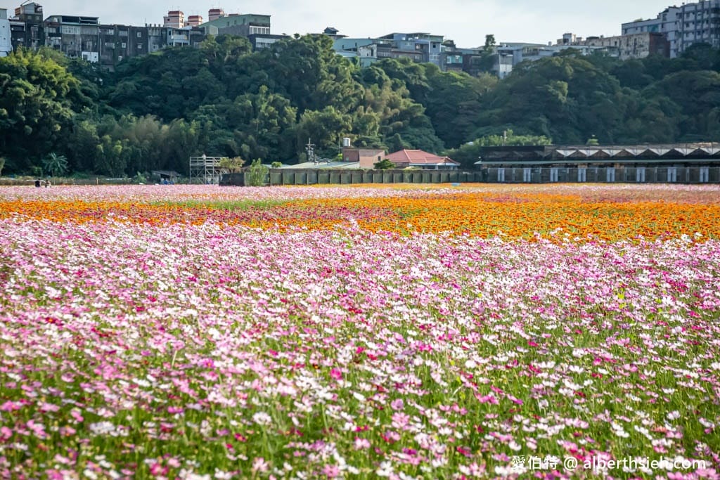 2023桃園花彩節大溪花彩節（時間/交通接駁停車/主題活動，順遊中庄吊橋更好玩）