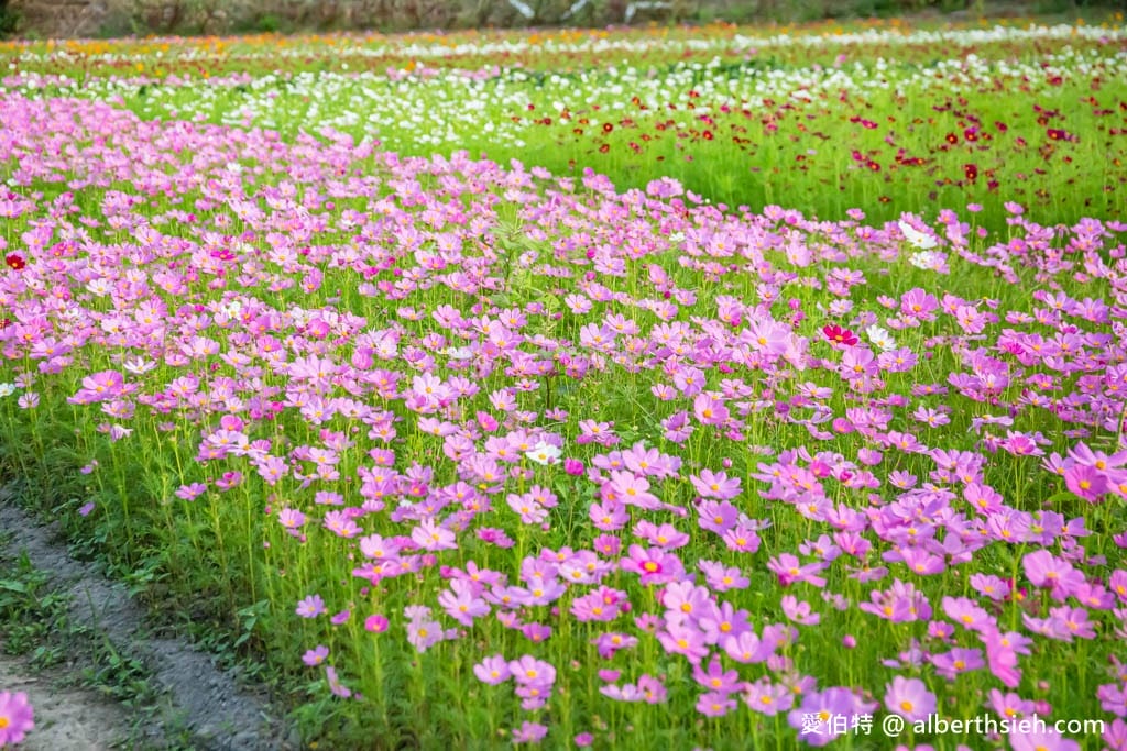 2023桃園花彩節大溪花彩節（時間/交通接駁停車/主題活動，順遊中庄吊橋更好玩）