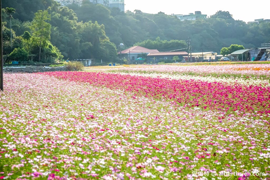 2023桃園花彩節大溪花彩節（時間/交通接駁停車/主題活動，順遊中庄吊橋更好玩）