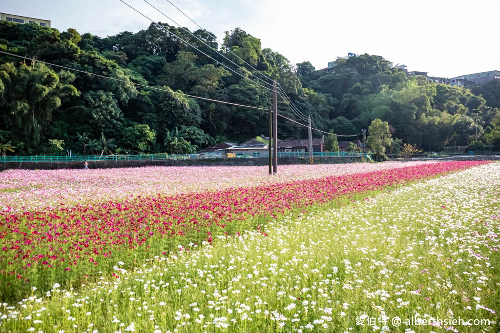 2023桃園花彩節大溪花彩節（時間/交通接駁停車/主題活動，順遊中庄吊橋更好玩） @愛伯特