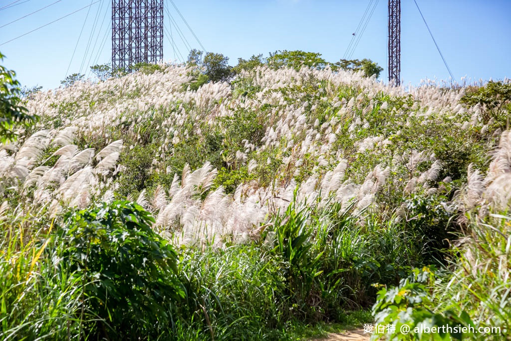 三角埔頂山．新北樹林芒草花景點（期間限定整座山頭都是雪白芒草任你拍） @愛伯特