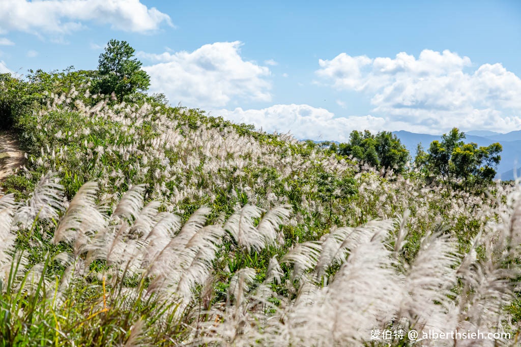 三角埔頂山．新北樹林芒草花景點（期間限定整座山頭都是雪白芒草任你拍） @愛伯特