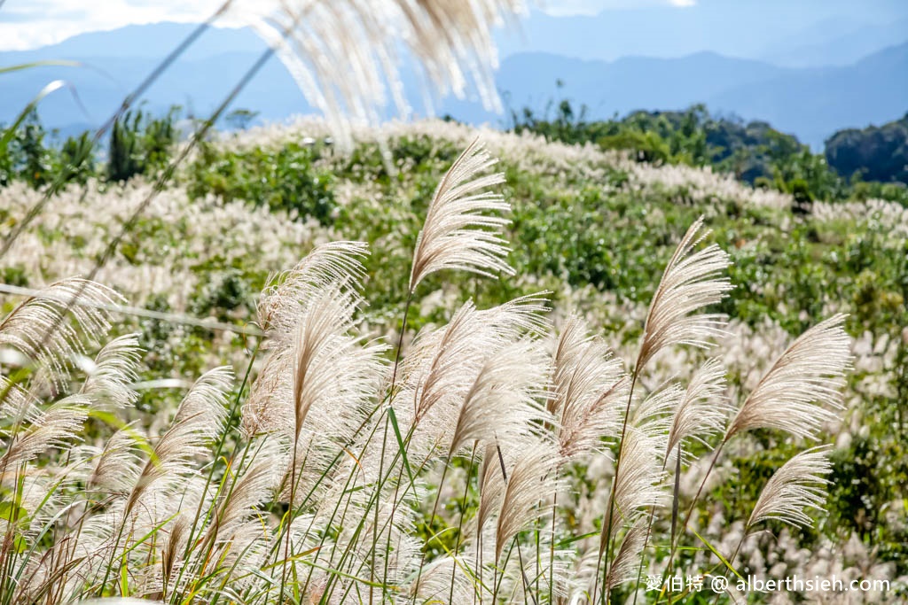 三角埔頂山．新北樹林芒草花景點（期間限定整座山頭都是雪白芒草任你拍） @愛伯特