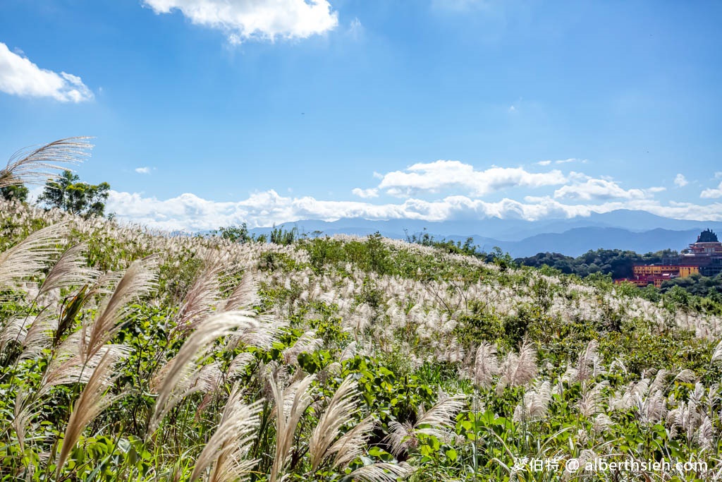 三角埔頂山．新北樹林芒草花景點（期間限定整座山頭都是雪白芒草任你拍） @愛伯特