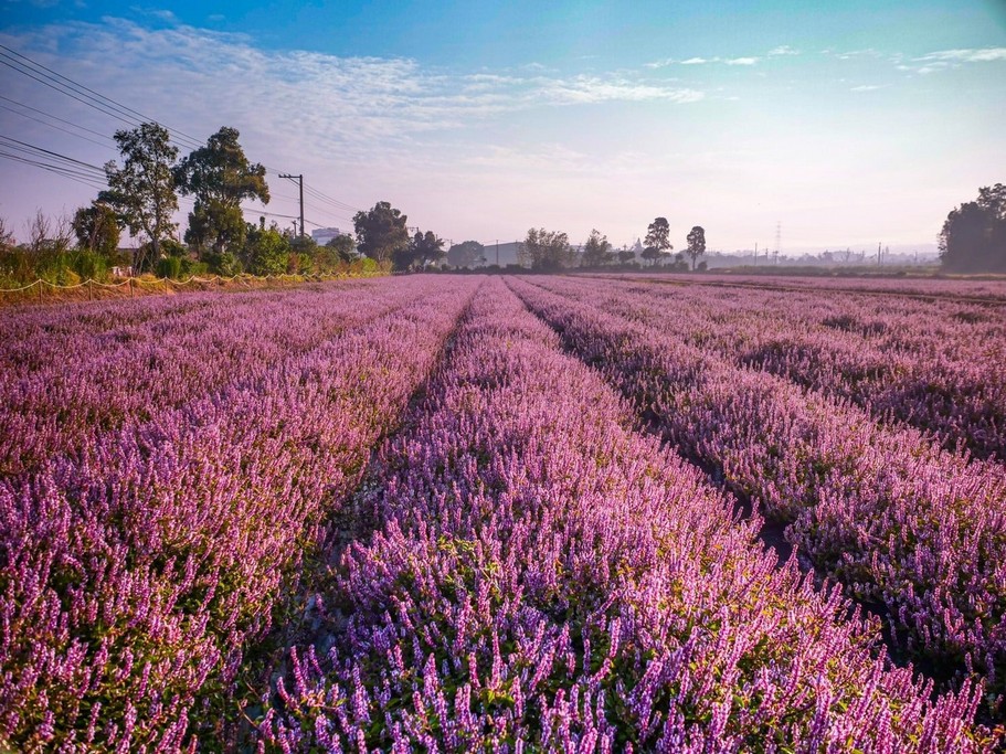 桃園仙草花節2025怎麼去？楊梅薰衣草花海，接駁車，停車位置 @愛伯特