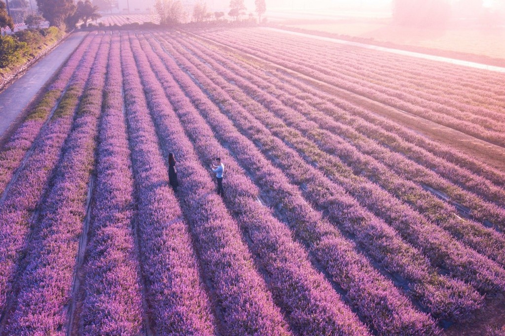 桃園仙草花節2025怎麼去?楊梅薰衣草花海,接駁車,停車位置 @愛伯特