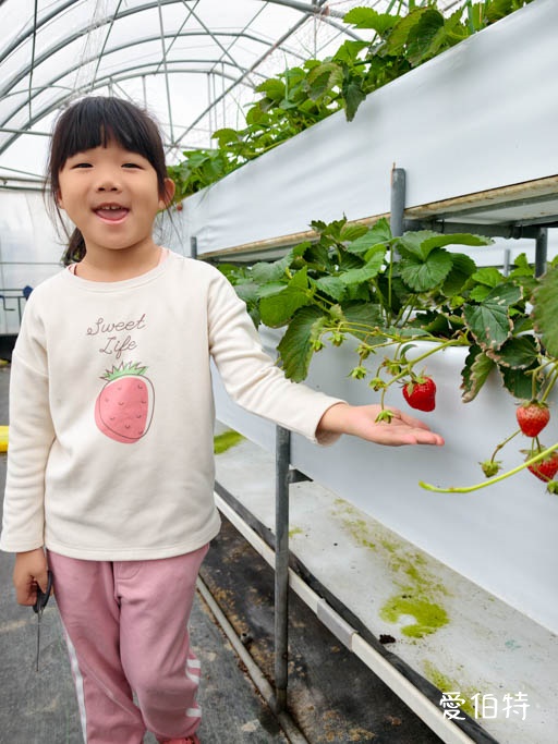 桃園大溪採草莓推薦|秋田農場,溫室高架種植,日系紅顏、白草莓 @愛伯特