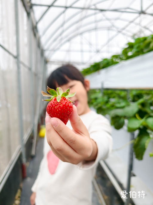 桃園大溪採草莓推薦|秋田農場,溫室高架種植,日系紅顏、白草莓 @愛伯特
