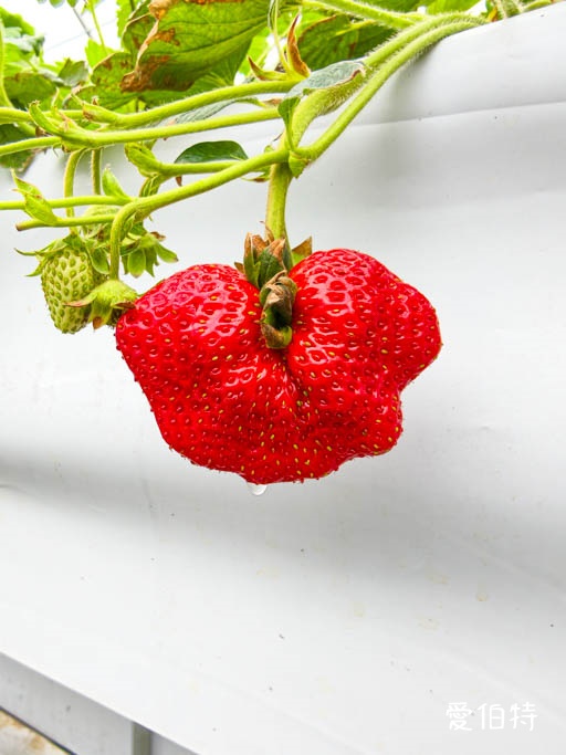 桃園大溪採草莓推薦|秋田農場,溫室高架種植,日系紅顏、白草莓 @愛伯特