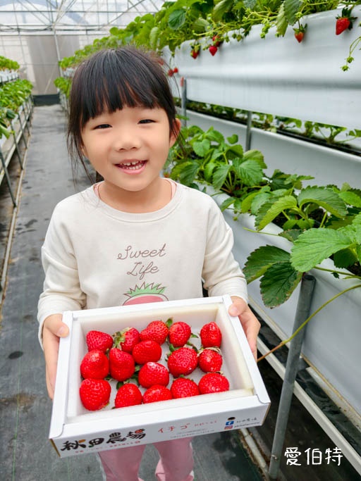 桃園大溪採草莓推薦|秋田農場,溫室高架種植,日系紅顏、白草莓 @愛伯特