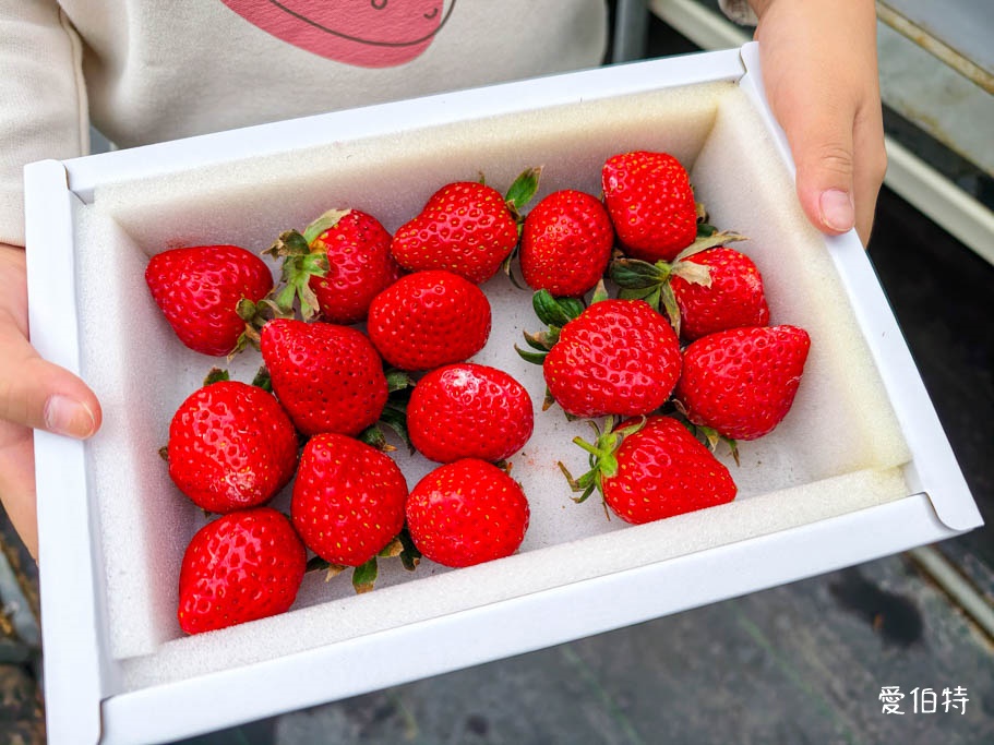 桃園大溪採草莓推薦|秋田農場,溫室高架種植,日系紅顏、白草莓 @愛伯特