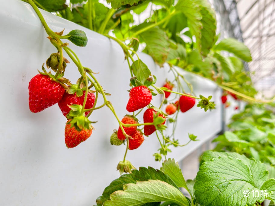 桃園大溪採草莓推薦|秋田農場,溫室高架種植,日系紅顏、白草莓 @愛伯特