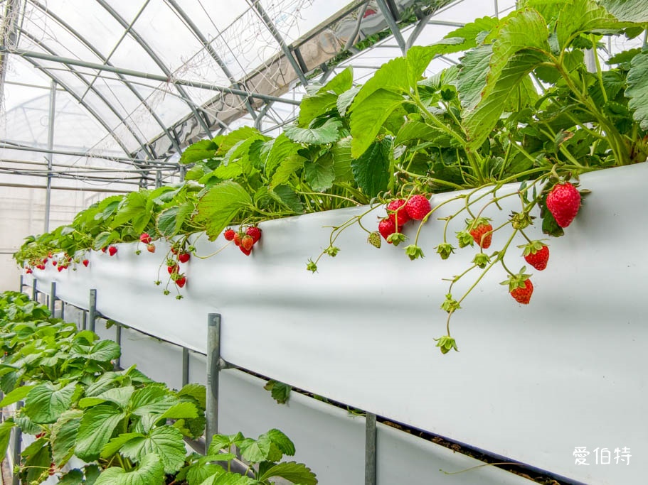 桃園大溪採草莓推薦|秋田農場,溫室高架種植,日系紅顏、白草莓 @愛伯特