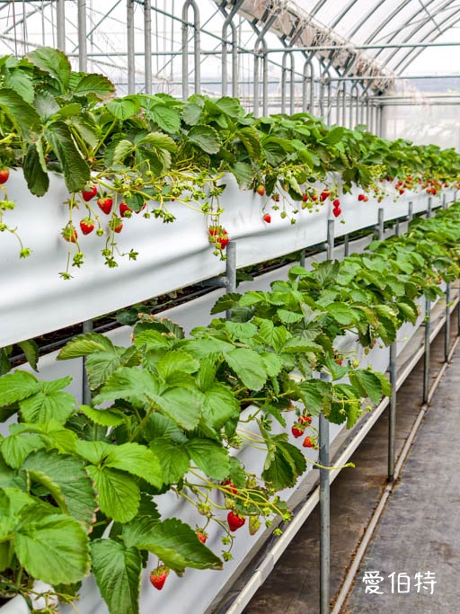 桃園大溪採草莓推薦|秋田農場,溫室高架種植,日系紅顏、白草莓 @愛伯特