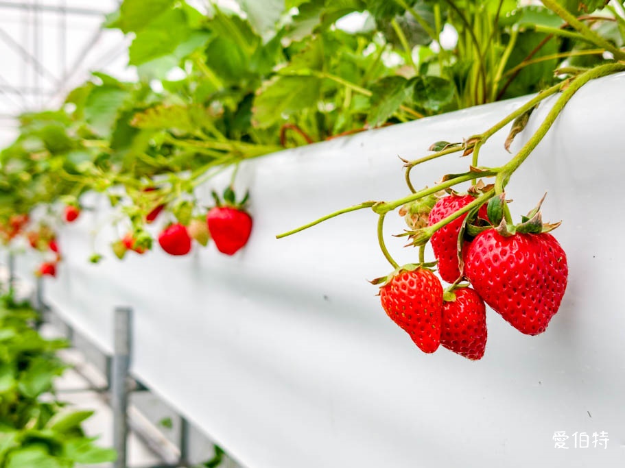 桃園大溪採草莓推薦|秋田農場,溫室高架種植,日系紅顏、白草莓 @愛伯特
