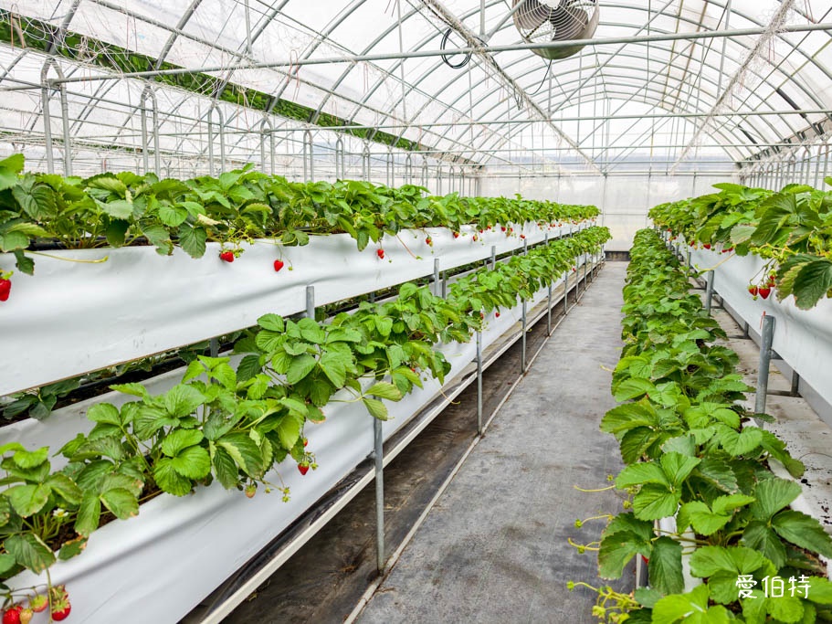 桃園大溪採草莓推薦|秋田農場,溫室高架種植,日系紅顏、白草莓 @愛伯特
