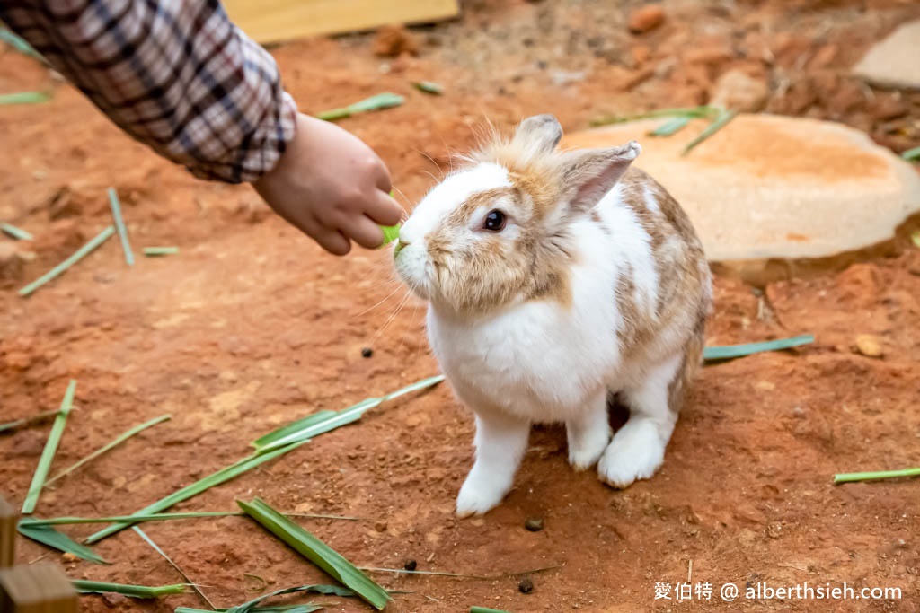 埔心牧場萌萌村．桃園親子景點（優惠門票，桃園動物園，水豚君、羊駝、梅花鹿） @愛伯特