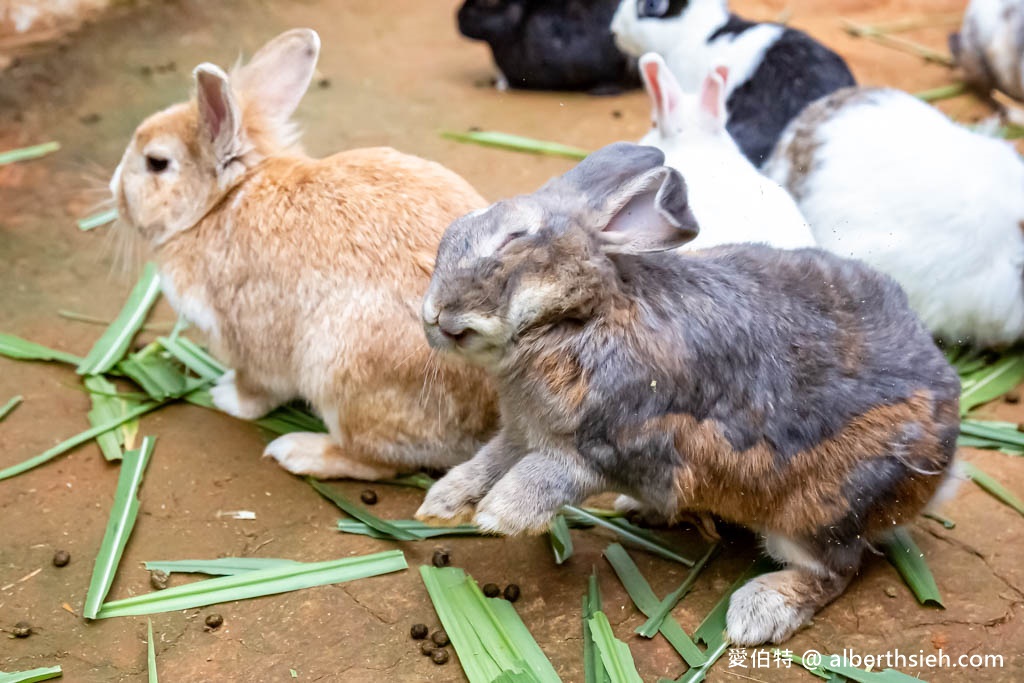 埔心牧場萌萌村．桃園親子景點（優惠門票，桃園動物園，水豚君、羊駝、梅花鹿） @愛伯特