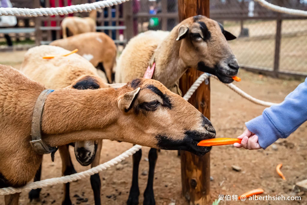 埔心牧場萌萌村．桃園親子景點（優惠門票，桃園動物園，水豚君、羊駝、梅花鹿） @愛伯特