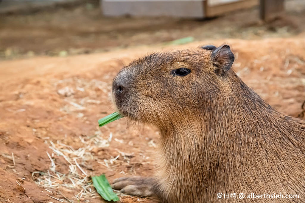 埔心牧場萌萌村．桃園親子景點（優惠門票，桃園動物園，水豚君、羊駝、梅花鹿） @愛伯特