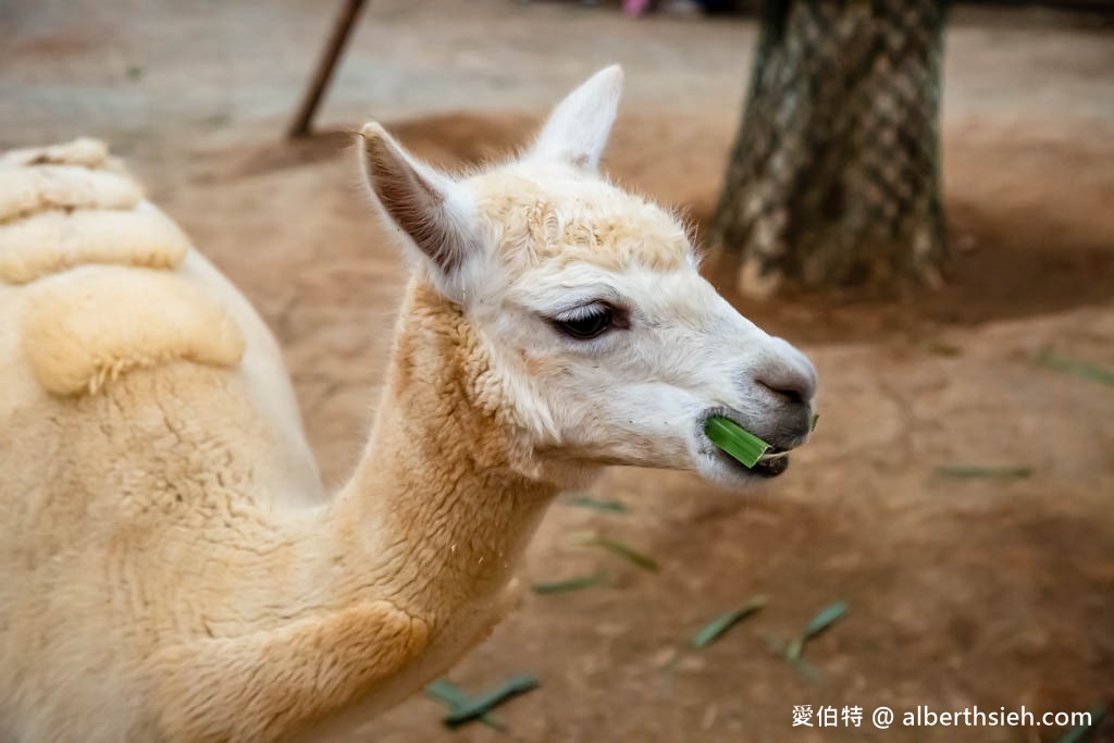 埔心牧場萌萌村．桃園親子景點（優惠門票，桃園動物園，水豚君、羊駝、梅花鹿） @愛伯特