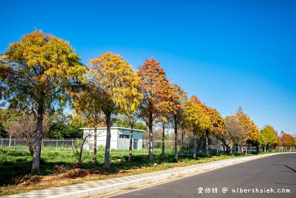 台中后里麗寶落羽松大道｜1.2公里免費隨你拍，異國風情超浪漫