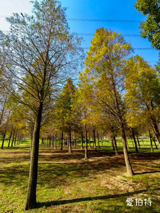 桃園大溪河濱公園落羽松｜大草坪悠閒野餐、共融遊具、愛心造景 @愛伯特