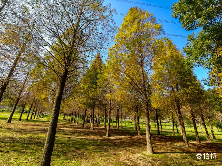 桃園大溪河濱公園落羽松｜大草坪悠閒野餐、共融遊具、愛心造景 @愛伯特