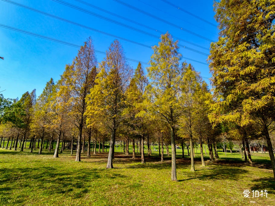 桃園大溪河濱公園落羽松｜大草坪悠閒野餐、共融遊具、愛心造景 @愛伯特