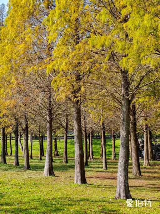 桃園大溪河濱公園落羽松｜大草坪悠閒野餐、共融遊具、愛心造景 @愛伯特