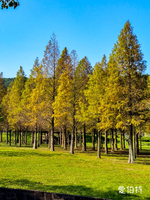 桃園大溪河濱公園落羽松｜大草坪悠閒野餐、共融遊具、愛心造景 @愛伯特