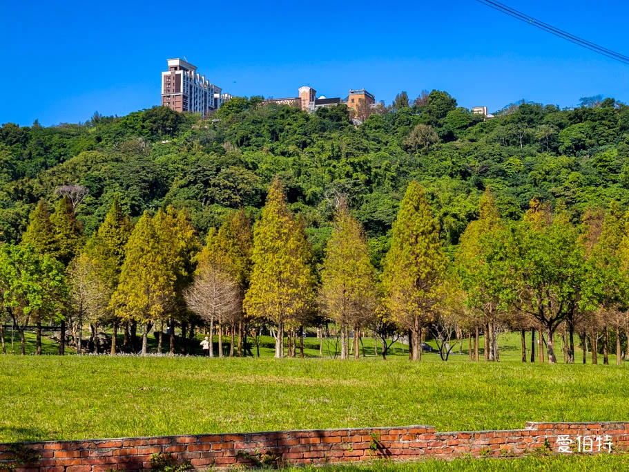 桃園大溪河濱公園落羽松｜大草坪悠閒野餐、共融遊具、愛心造景 @愛伯特