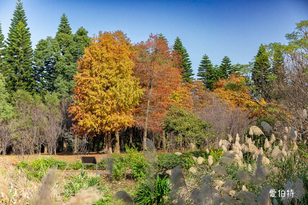 桃園中壢過嶺森林公園（落羽松、楓樹、山櫻花，充滿綠意平坦好走！） @愛伯特
