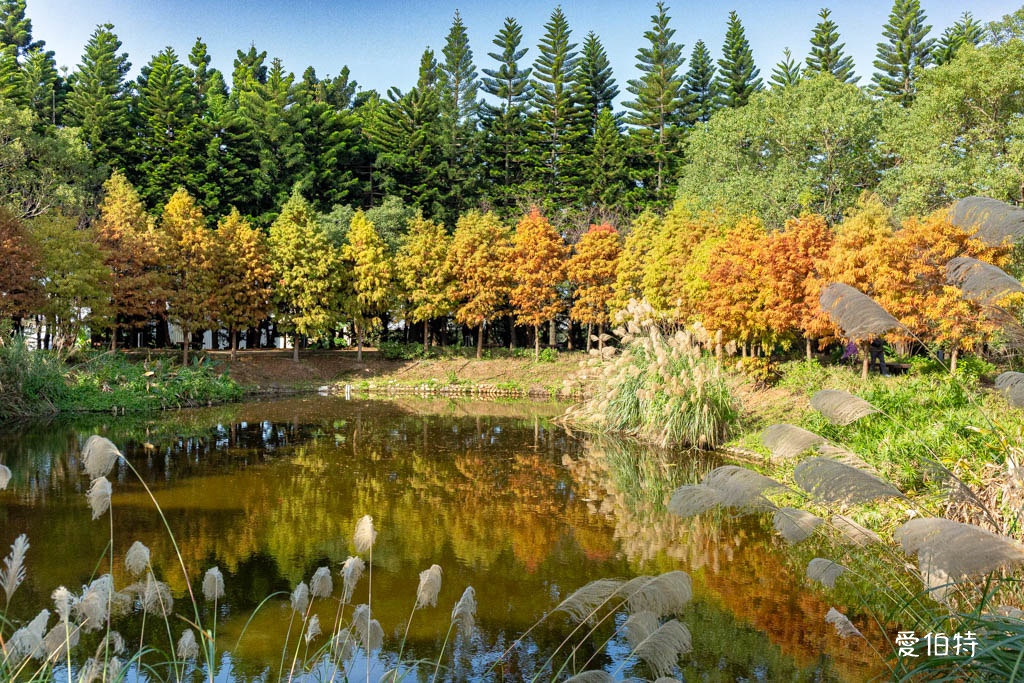 桃園中壢過嶺森林公園（落羽松、楓樹、山櫻花，充滿綠意平坦好走！） @愛伯特