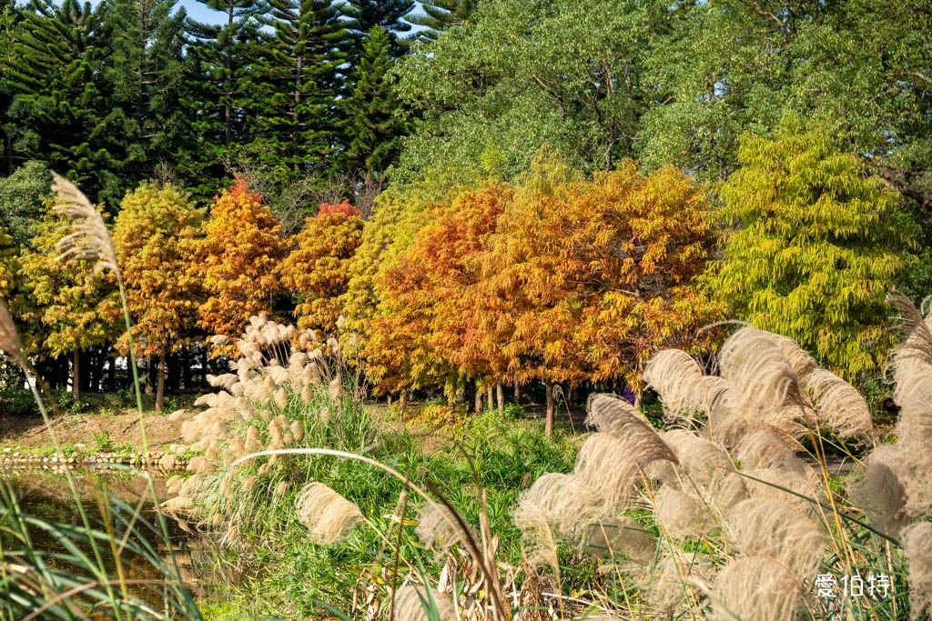 桃園中壢過嶺森林公園（落羽松、楓樹、山櫻花，充滿綠意平坦好走！） @愛伯特