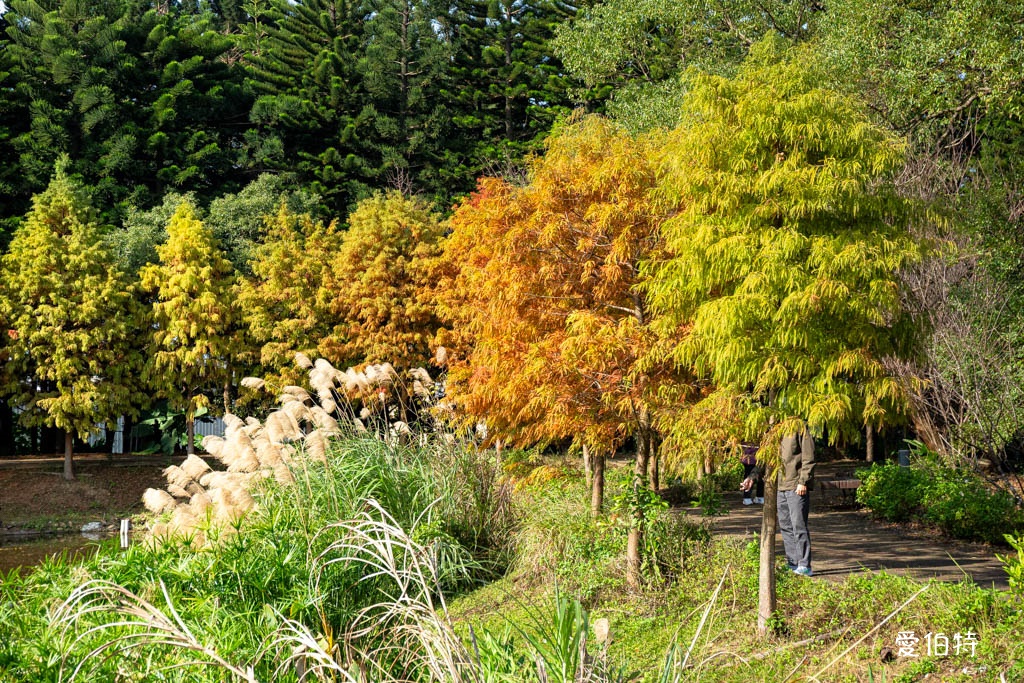 桃園中壢過嶺森林公園（落羽松、楓樹、山櫻花，充滿綠意平坦好走！） @愛伯特