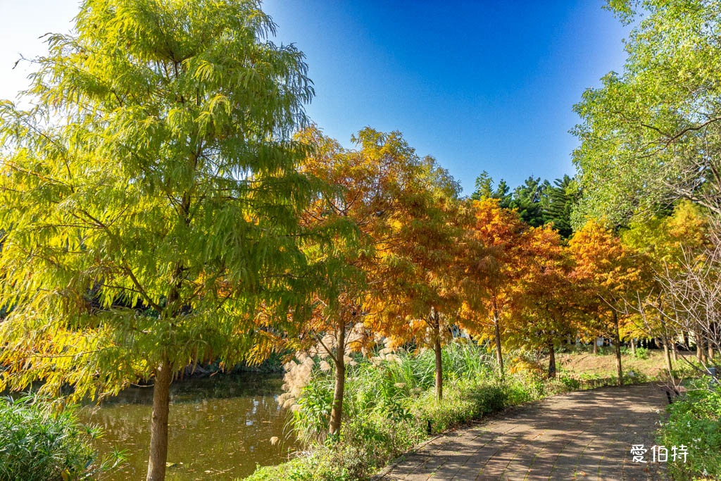 桃園中壢過嶺森林公園（落羽松、楓樹、山櫻花，充滿綠意平坦好走！） @愛伯特