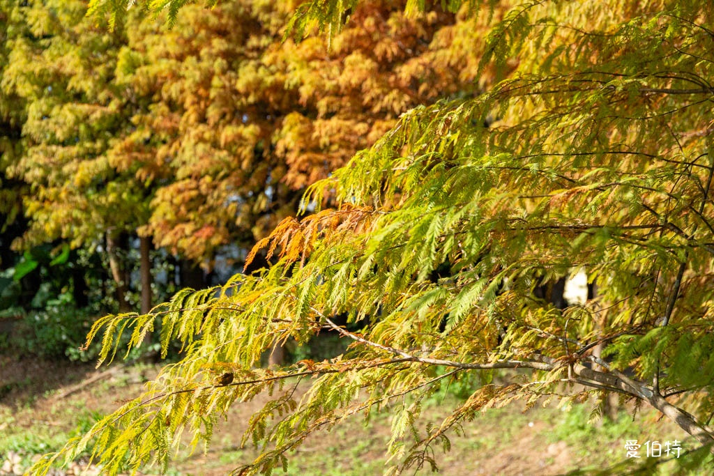 桃園中壢過嶺森林公園（落羽松、楓樹、山櫻花，充滿綠意平坦好走！） @愛伯特