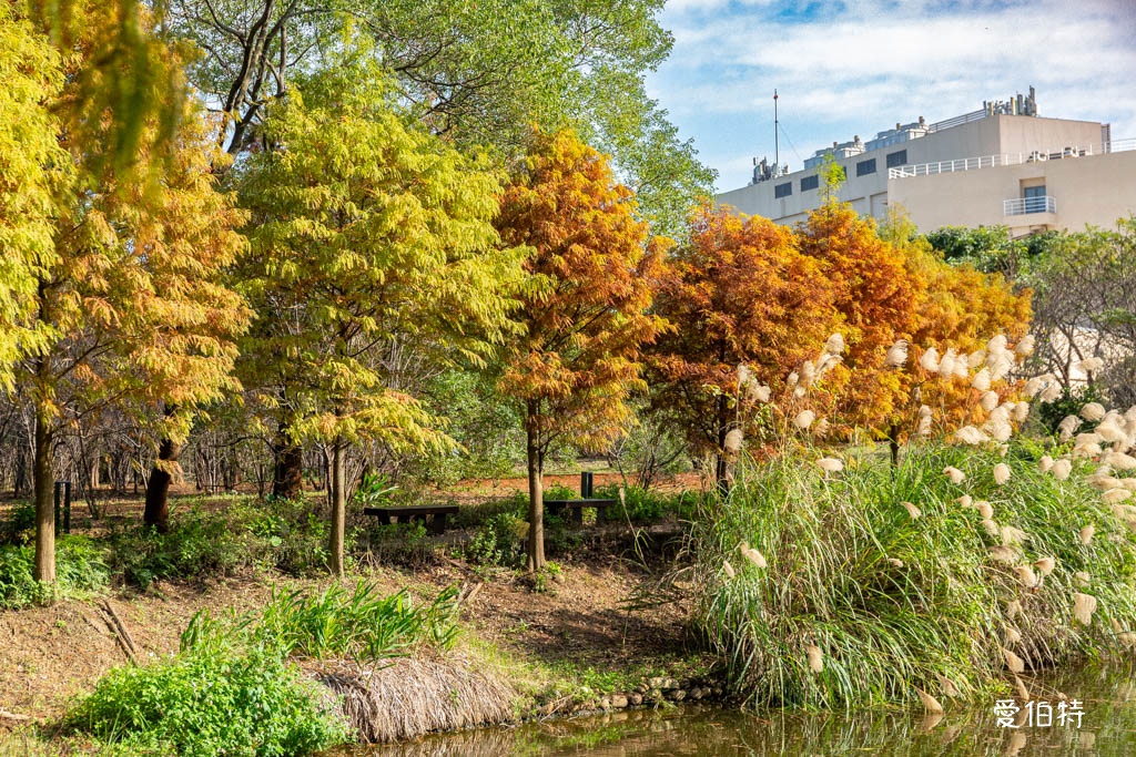 桃園中壢過嶺森林公園（落羽松、楓樹、山櫻花，充滿綠意平坦好走！） @愛伯特