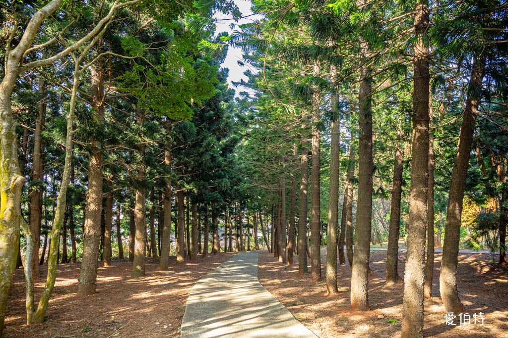 桃園中壢過嶺森林公園（落羽松、楓樹、山櫻花，充滿綠意平坦好走！） @愛伯特