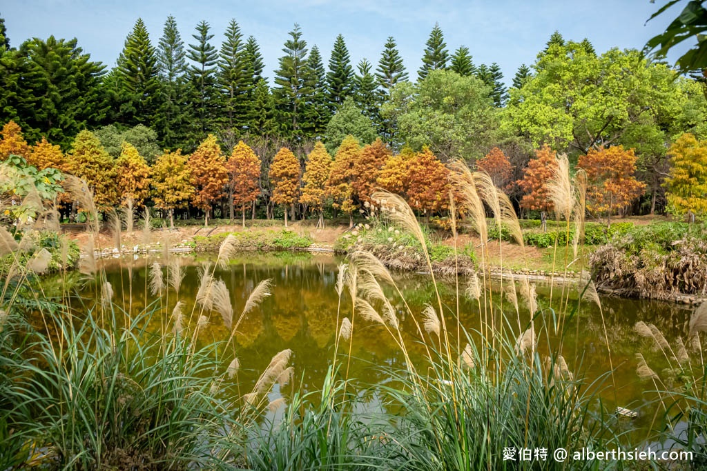 桃園中壢過嶺森林公園（落羽松、楓樹、山櫻花、風鈴木等2萬多棵樹木，充滿綠意平坦好走！） @愛伯特