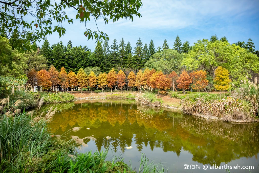 桃園中壢過嶺森林公園（落羽松、楓樹、山櫻花、風鈴木等2萬多棵樹木，充滿綠意平坦好走！） @愛伯特