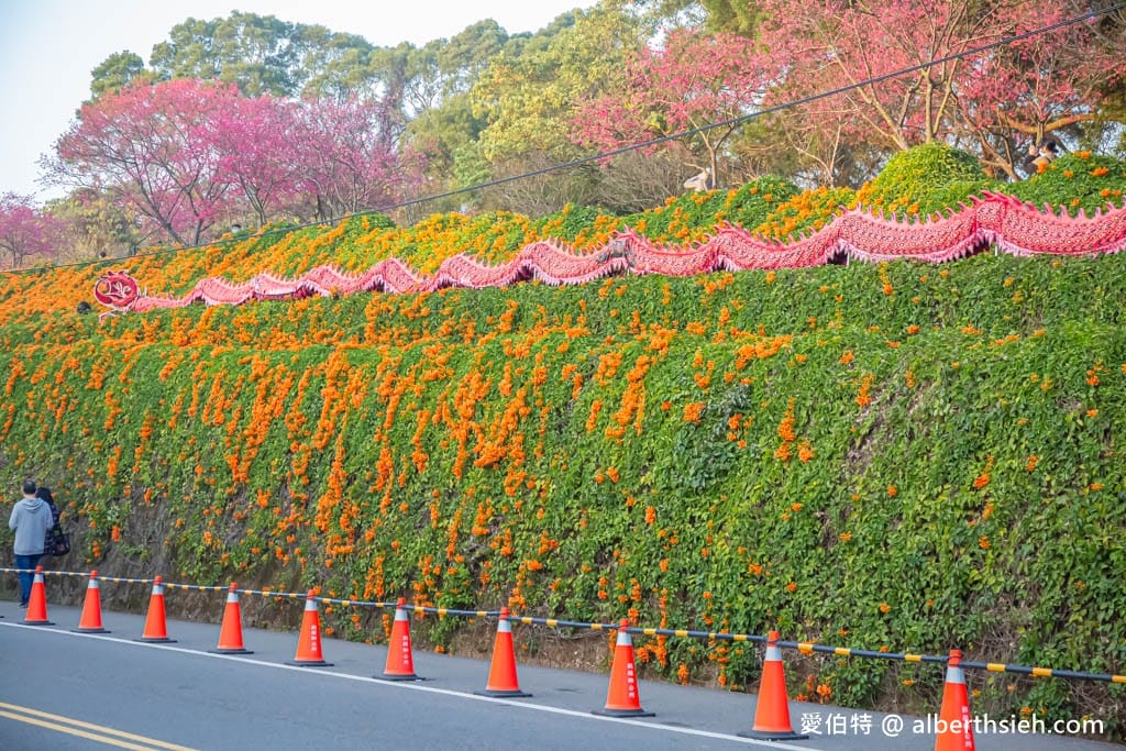 2024苗栗銅鑼炮仗花步道（銅鑼環保公園/櫻花隧道/季節限定雙層炮仗花海瀑布）