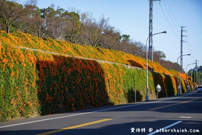 2024苗栗銅鑼炮仗花步道（銅鑼環保公園/櫻花隧道/季節限定雙層炮仗花海瀑布）